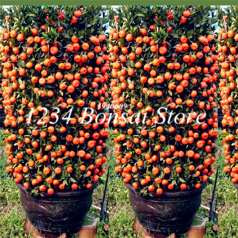 

Citrus plant Bonsai Mandarin Orange bonsai Edible Fruit Bonsai Tree plant Healthy Food Home Garden Easy To Grow 30 Pcs