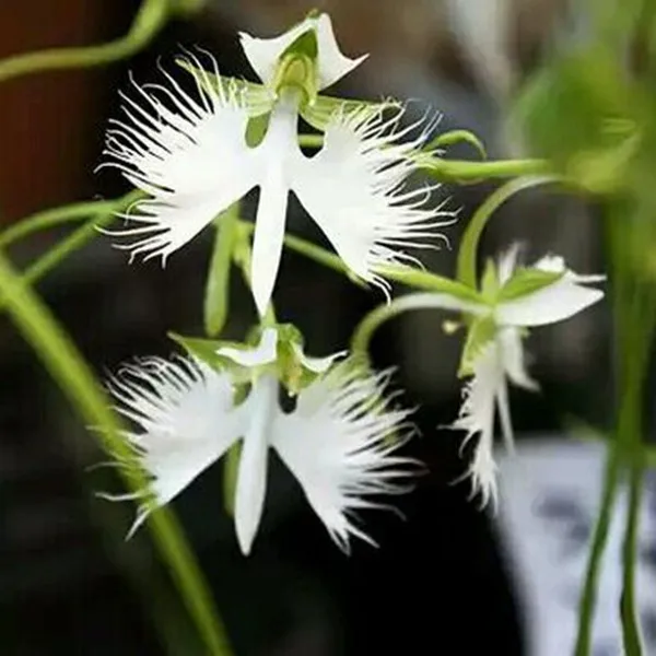 World's Rare Flower Japanese Radiata Seed For Garden & Home Planting