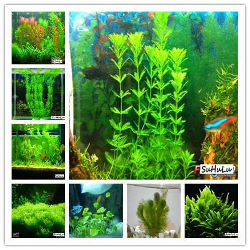 1000 Pcs Aquarium Grass bonsai Water Aquatic Plant bonsai Live Moss Gras Easy to Grow 1000 Pcs Aquarium Grass bonsai Water Aquatic Plant bonsai Live Moss Gras Easy to Grow