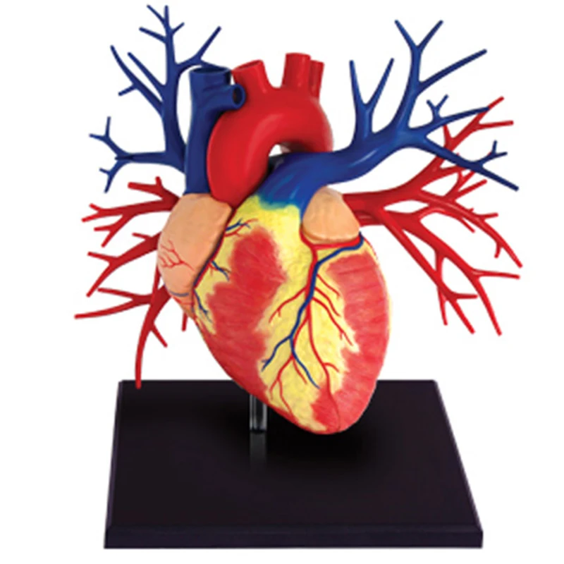 

Educational mkd2 4D Children Human Body Assembled Blocks Model Science Puzzle Game 1:1 big Heart anatomical Models