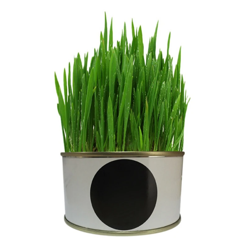 

2019 New Pet Snacks Supplies Indoor Cat Grass Grow Kit Cat Healthy Treats and Toys