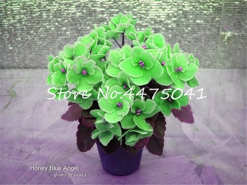 Hot! 100 Pcs Mix Color Available African Violet Bonsai For Viewing Flower Evening-Scented Stock Violet Perennial Herb Violets Hot! 100 Pcs Mix Color Available African Violet Bonsai For Viewing Flower Evening-Scented Stock Violet Perennial Herb Violets
