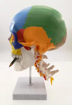 

skull model with cervical spine simulation color skull functional partition educational model