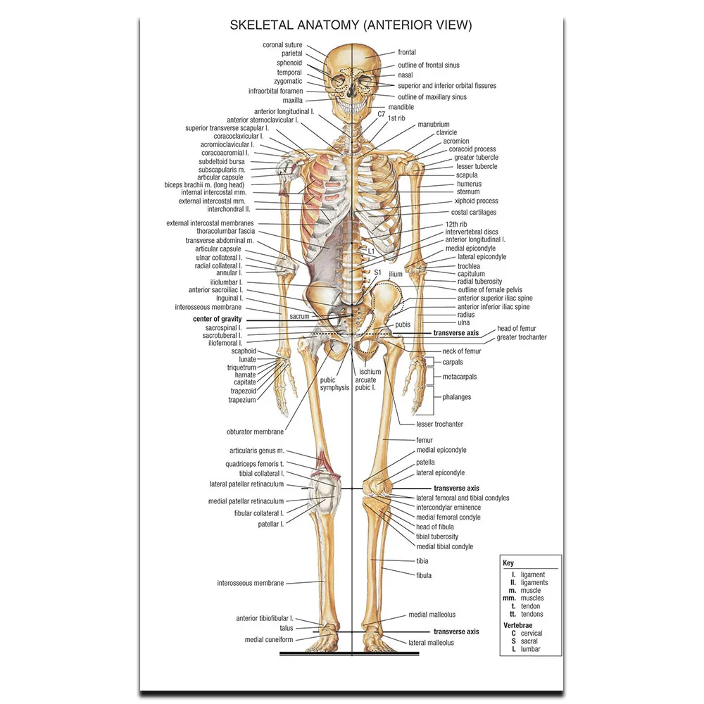 Skeletal System Poster Science and Education Medicine Home Decoration Poster Picture Print ...
