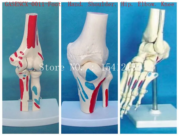 

Foot. Hand. Shoulder. Hip. Elbow. Knee Altogether total are 6 partes of human joints Bones Skeleton Medical model-GASENCX-0011