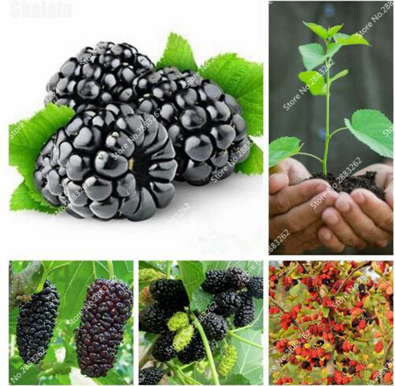 

400 Pcs/ bag Rainbow Raspberry Sweet Juicy Fruit Bonsai Plants For Home Garden Planting Delicious Succulent Fruit Easy to Grow