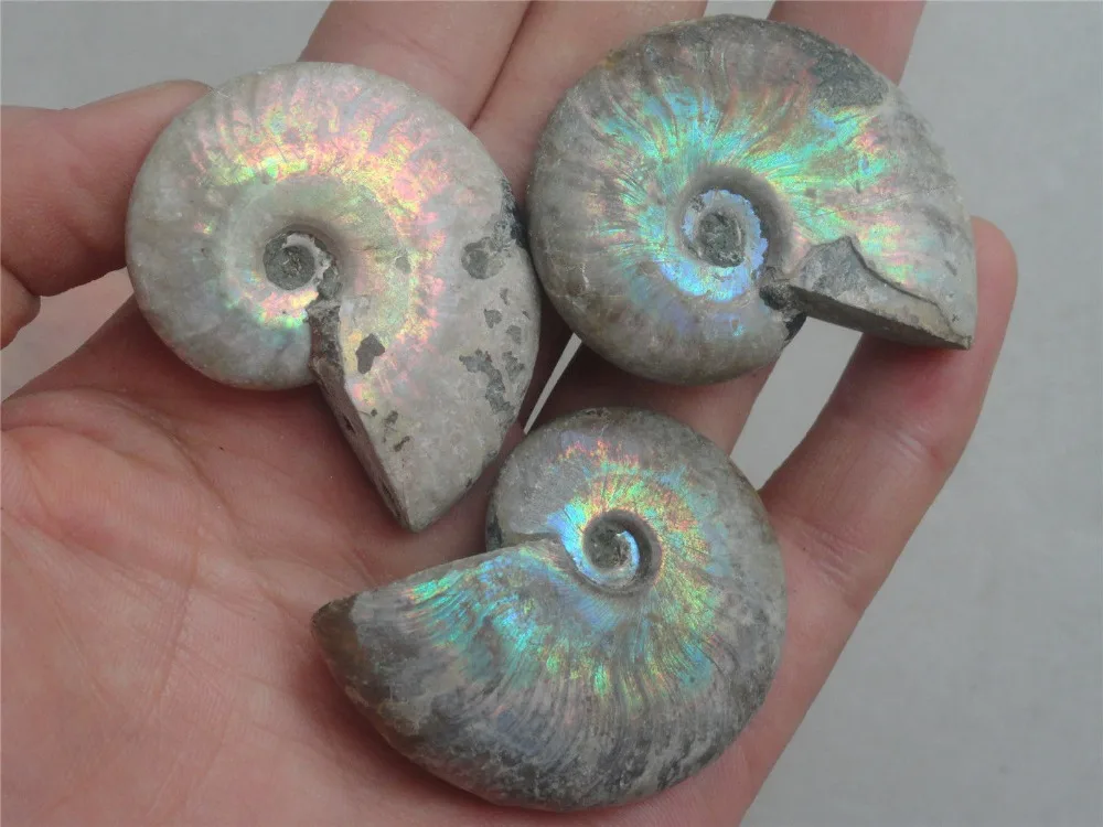 3/70-80G Madagascar Tetaceo Irrigabile Jurrassic Ammonite Fossil