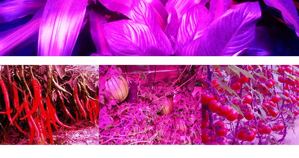 Plant Grow LED Light Bulbs COb Chip 50W 220V AC Lighting Source Full Spectrum Driverless LED Lights for Plants Growing 11040mm (14)