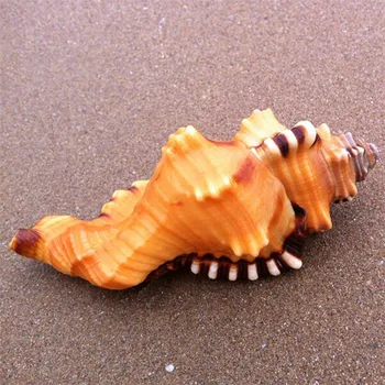 

9-11CM Cymatium lotorium Black-spotted Bath Triton Washing Bath Triton Conch Natural Crafts Fish Tank Aquarium Shell Home Decor