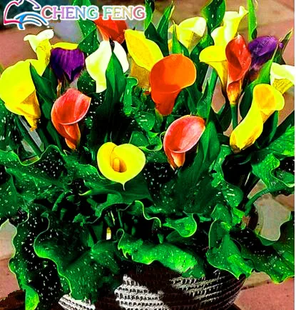 Aliexpress Com 200pcs Rainbow Dragon Coleus Flower Seed Pack Asclepias