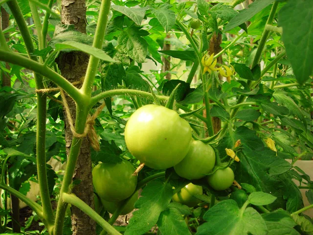 Green Tomato Seeds, 100pcs/pack