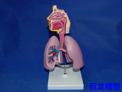 

human Respiratory system nasal cavity throat Lung anatomy model Human internal organs free shipping