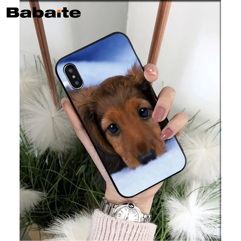 Dachshund dog