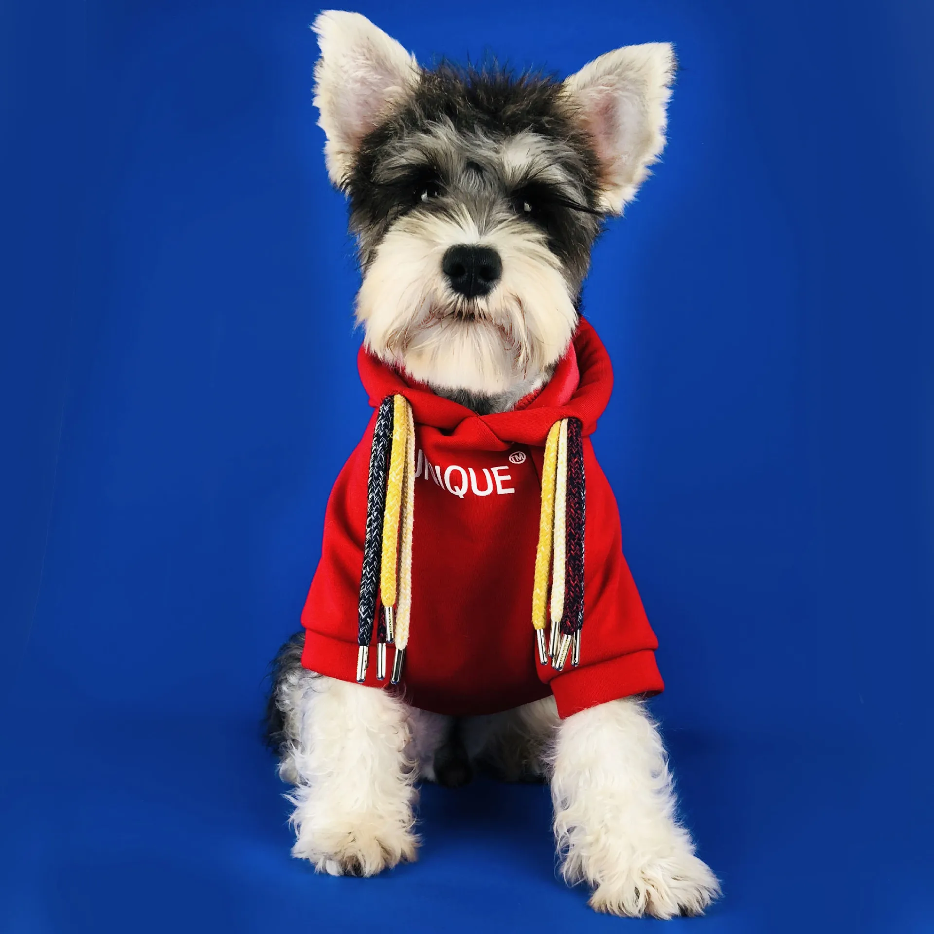 Fashion Braids Style Pet Dog Winter Clothes for Small Dogs French