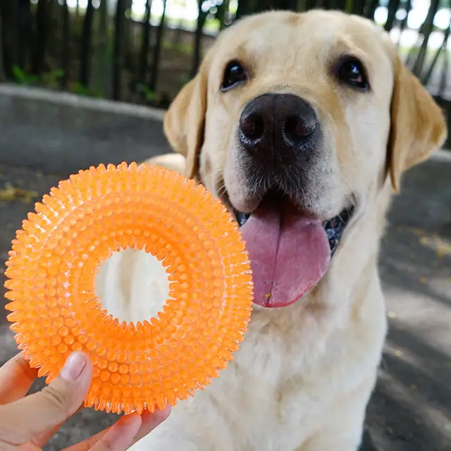 Resultado de imagen para labrador Toy Pick Up