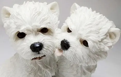West Highland White Terrier dog couple 4