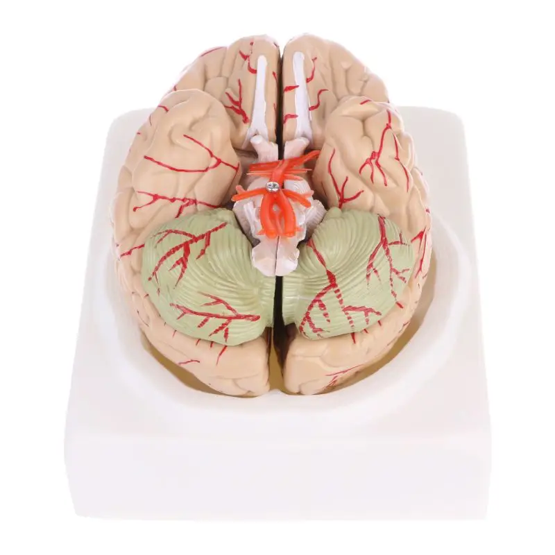 Разобранная анатомическая модель человеческого мозга анатомический медицинский учебный инструмент