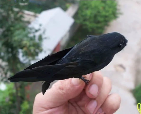 Mini Simulation Black Bird Model Foam Furs Small Gold Phoenix