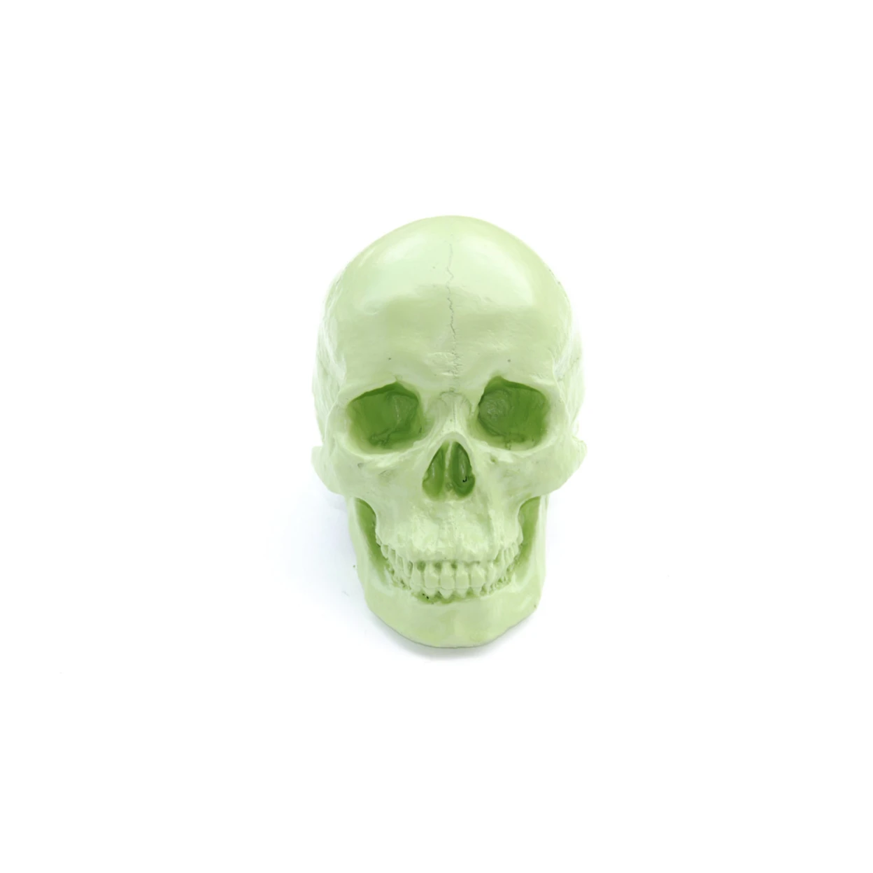 Large - Life Size  Human Anatomy - Faux Apple Green Human Skull - Resin Home Decor - Table Top Skeleton Head  SK32 (1)
