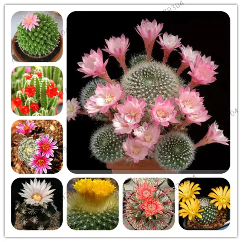 

500 pcs/ bag Exotic Mini Cactus Rare Succulent Perennial Herb Plants Bonsai Flower Indoor for Garden Flore Pot