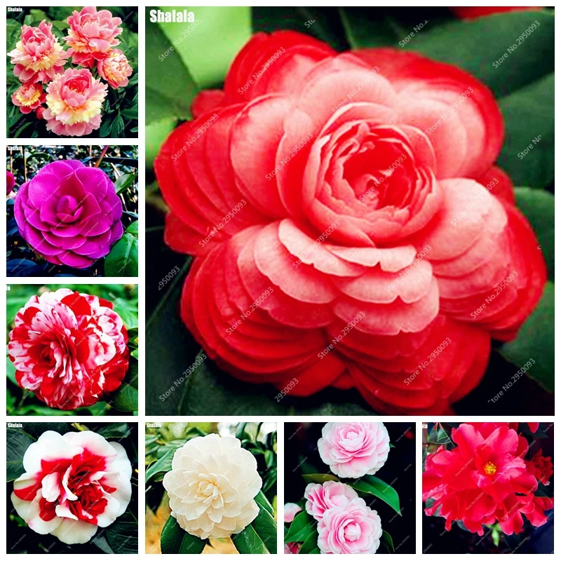 

10 pcs Bonsai Camellia DIY Potted Plants Flower Perennial Indoor & Outdoor Pot Flore Plant For Home Garden Decor Easy to Grow