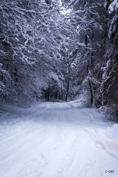 Livraison Gratuite 10x10ft Vinyle De Mariage Photo Milieux De Noel Nature Pittoresque Neige Arbre D Hiver Toile De Fond Photographie C097 Aliexpress Livraison Gratuite 10x10ft Vinyle De Mariage Photo Milieux De Noel Nature Pittoresque Neige Arbre D Hiver Toile De Fond Photographie C097 Aliexpress