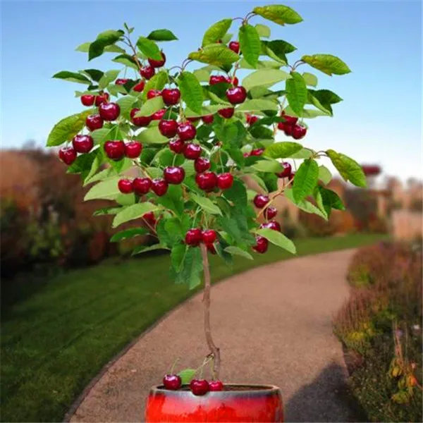 Fruit seeds 30pcs Cherry Seeds Tree Seeds Bonsai Tree Seeds, Home Garden Potted Plant DIY Home Garden decoration    AA