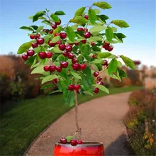 Fruit seeds 30pcs Cherry Seeds Tree Seeds Bonsai Tree Seeds, Home Garden Potted Plant DIY Home Garden decoration AA