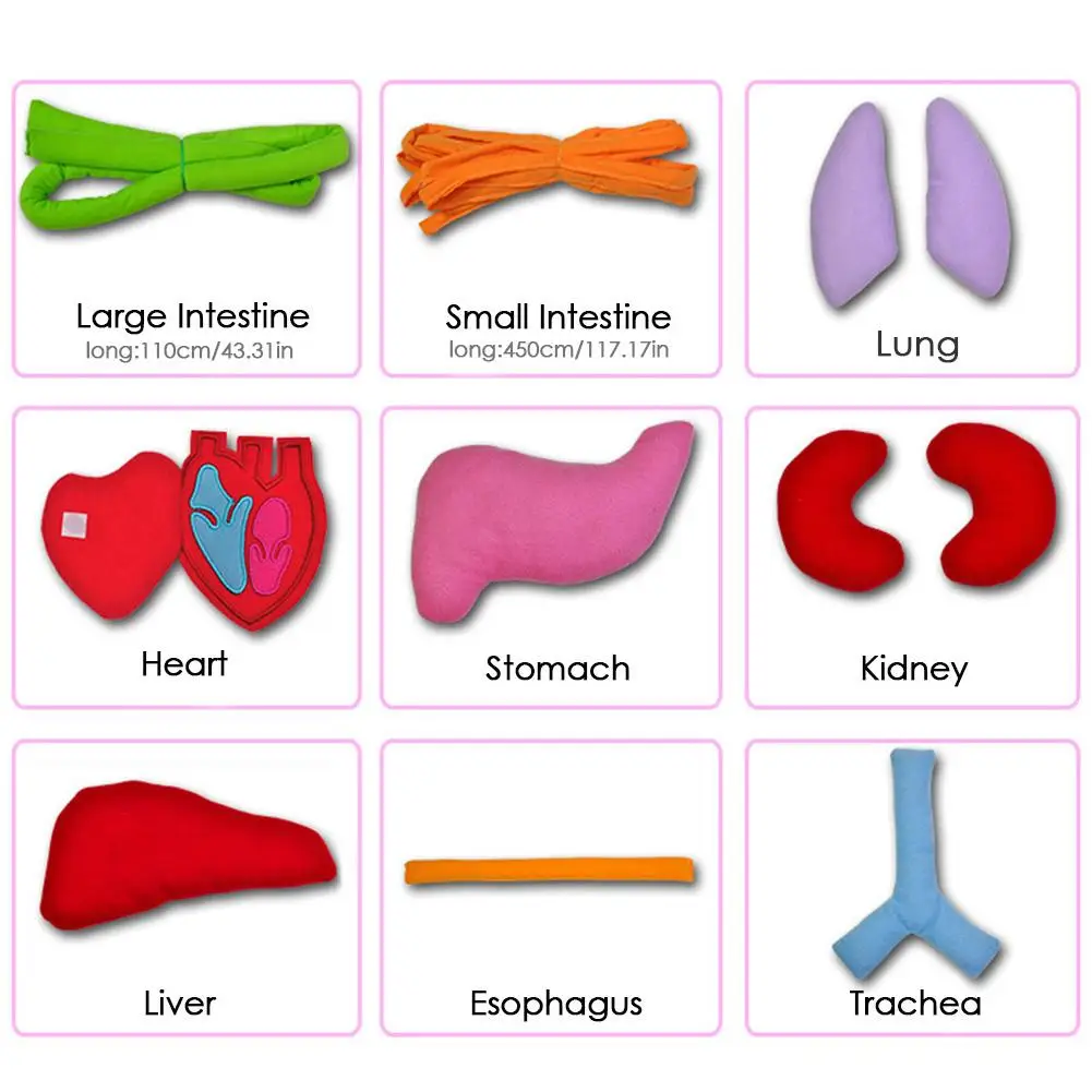  Simulation Human Body Apron Teaching Utensils Children Puzzle Enlightenment Apron Early Education T - 33046031437