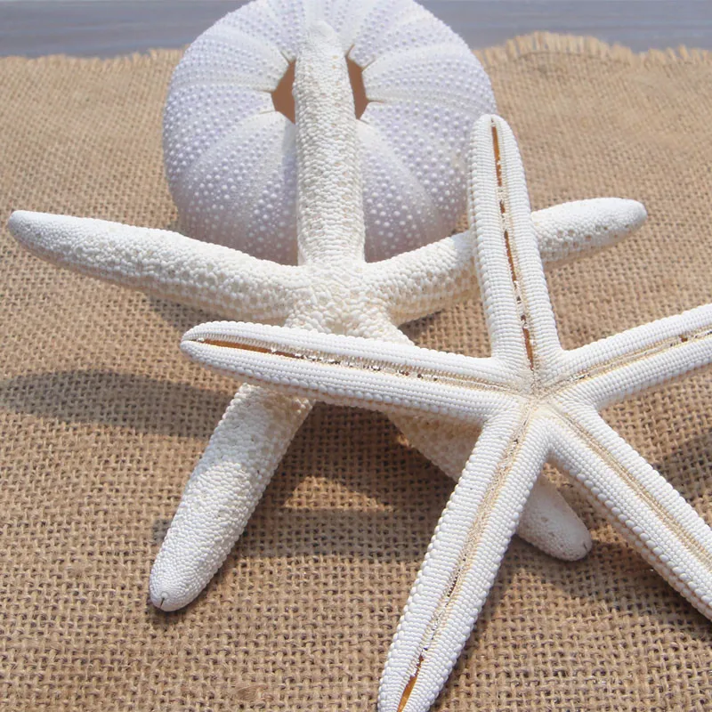 10pcs Lot 13 15cm Natural Starfish Decoration Sea Shells Beach 10pcs Lot 13 15cm Natural Starfish Decoration Sea Shells Beach Seashells Craft Display Taxidermy Decorative On Aliexpress Alibaba Group
