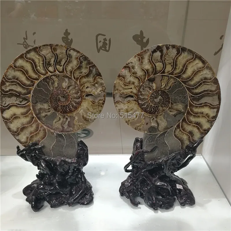 

wholesale price natural a pair of ammonite fossil slices for decoration