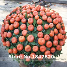 ААА Редкий orange Семена, 10 видов 30 Смешивать Цвета Семена цветов, высокая выживаемость для Дома и Сада.