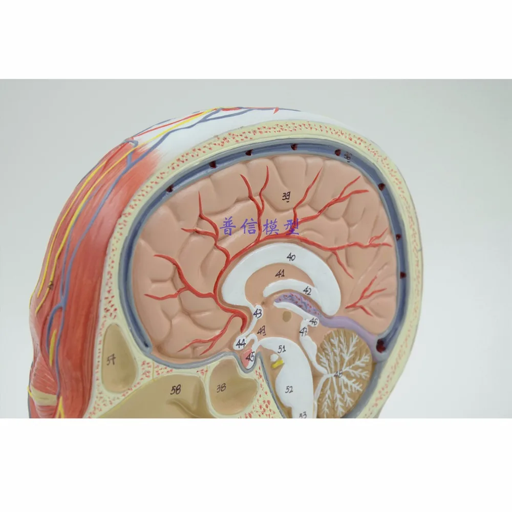 Billig Menschliches, schädel mit muscle und nerven blutgefäß, kopf abschnitt gehirn, menschlichen anatomie modell. Schule medizinische lehre