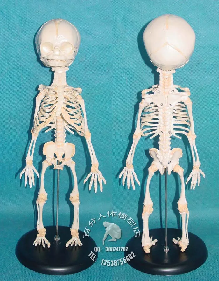 PVC baby skeleton mannequin human skeleton model sketch model of human