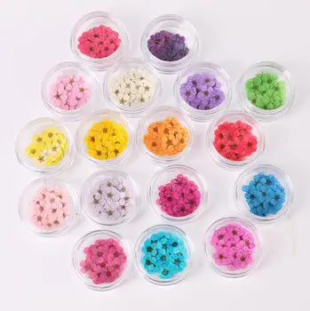 

12 boxes Pressed Dried Narcissus Plum Blossom Flower Box For Epoxy Resin Jewelry Making Nail Art Craft DIY Accessories