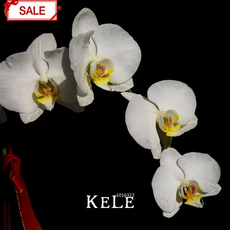 

Loss Promotion!50 pcs / bag White Phalaenopsis Bonsai Perennial Flowering Plants Potted Orchids Flowers garden,#3ZZEH5