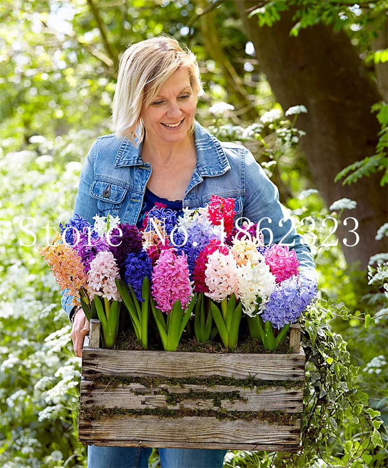 100/pcs Hyacinth Bonsai, Perennial Hyacinth potted flower, Indoor Plant Easy Grow In Pots, Bonsai plant flower for home garden 100/pcs Hyacinth Bonsai, Perennial Hyacinth potted flower, Indoor Plant Easy Grow In Pots, Bonsai plant flower for home garden