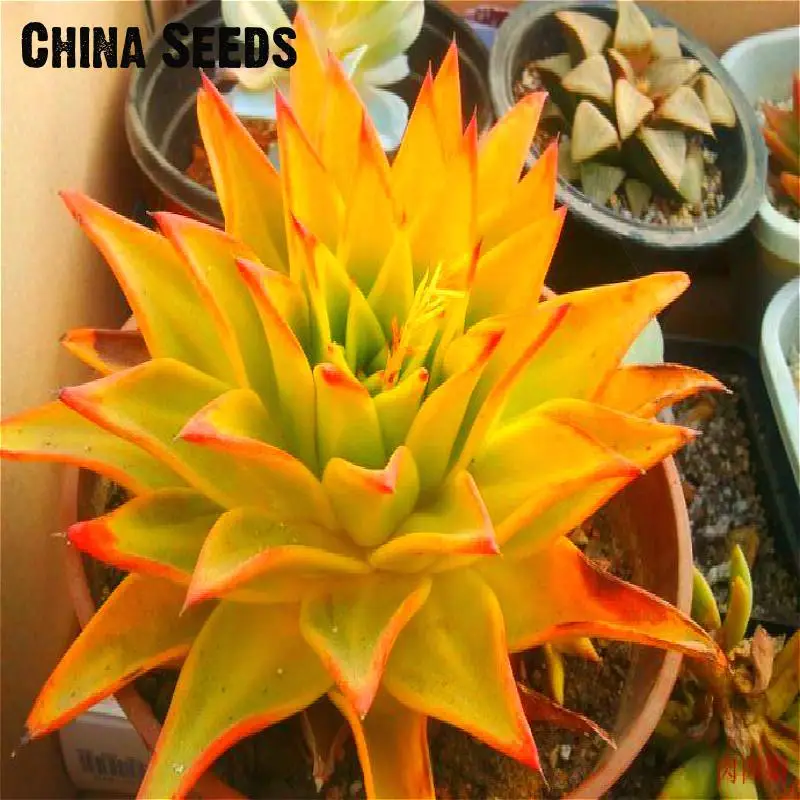 100 Piece Cactus Bonsai Mix Organic Ornamental Plant Flower Imported China Succulents Rare Po