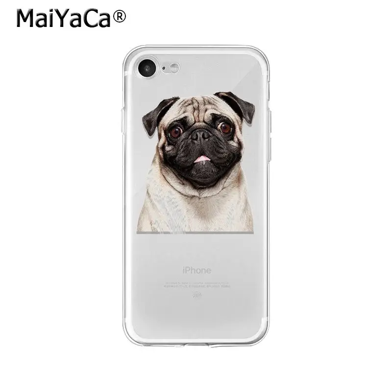 Pet Dog Pug puppy