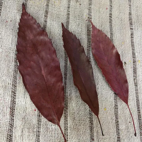 needle leaf red Консервированный игольчатый лист, природа свежая консервированная роза цветок для DIY настоящая вечная жизнь, дома Свадебные украшения для фоторамки, 20 шт - Цвет: needle leaf red
