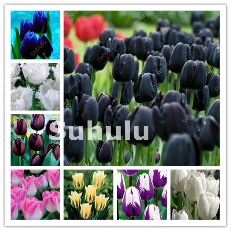 100 Pcs Hot Rainbow Tulip Bonsai Not Bulbs As Ice Cream Rare Flowers Perennial Plants Gift For Home Beautify Garden Decoration