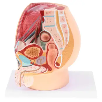 

1: 1 Male Pelvic Cavity Model Reproductive System Human Anatomical Model for School Teaching Tool Learning Display Lab Supplies
