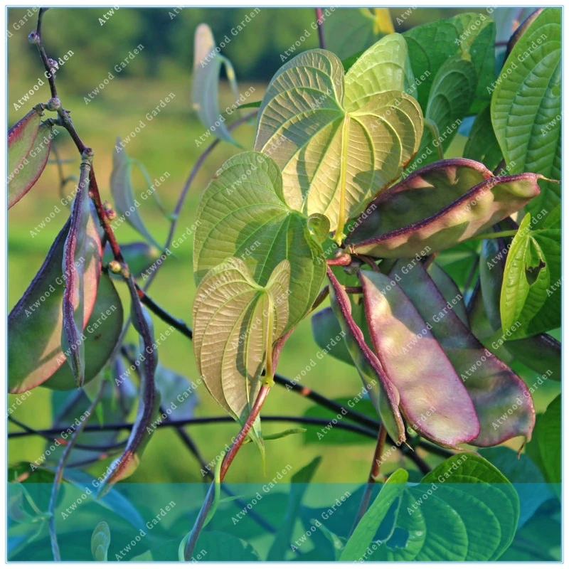 

ZLKING 20PCS Coffee Bean Home- grown Cocoa Bean Balcony Bonsai Tree Plant Coffee Cherry Home Graden Plant