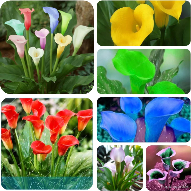 

Rare 2Pcs Calla Lily Bulb Potted Balcony Plant Calla Flower Bulb High Germination Rate Mixed Colorful Bulbs
