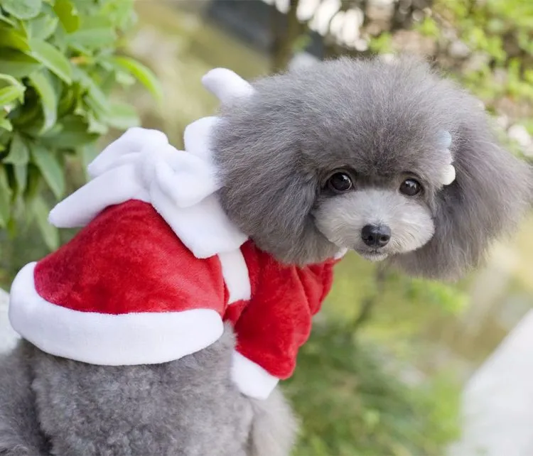 christmas dog clothes 1