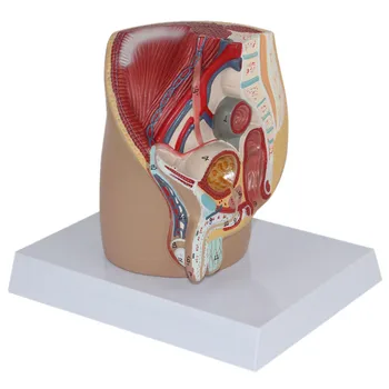 

Male genitals male internal and external genital organs male pelvic section model