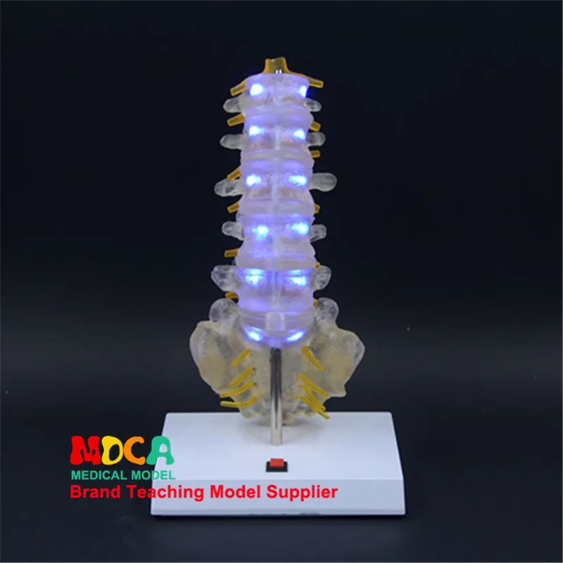 Spine model Luminous ornaments A birthday present Caudal vertebrae Human lumbar spine model Medical teaching equipment Skeleton