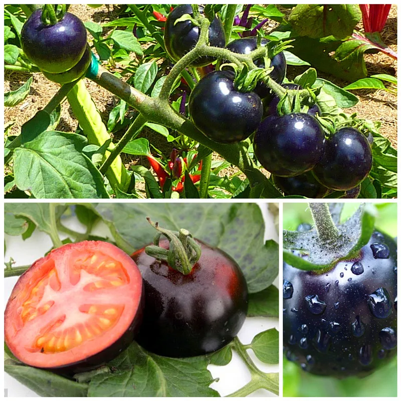 200 /bag black tomato seeds vegetable and fruit seeds  Resistant to diseases ornamental-plant fruit-tree-seedlings