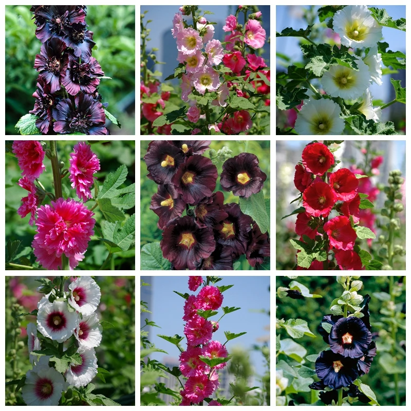 

Sales! 200 pcs/ bag Double Hollyhock Outdoor Blooming Subtropical Bonsai Potted Althaea Rosea Flower Plant for Home Garden Decor