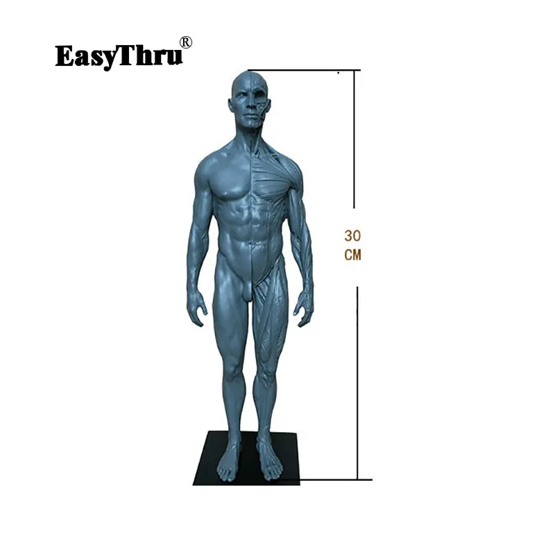 

30cm Human anatomy skeleton Human Body Model Muscle Bone Artist brain skull model in trauma medical instruments
